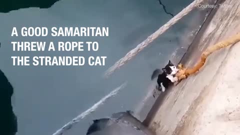 This cat’s rope of hope