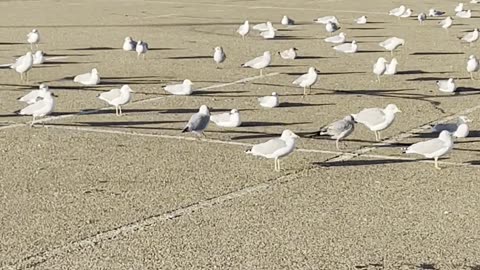 A large gathering of seagulls in the parking lots