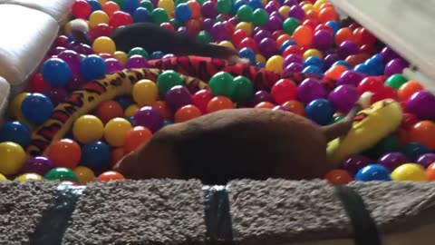 Funny beagle dogs Surprised with indoor Pit Ball! Puppy Marie