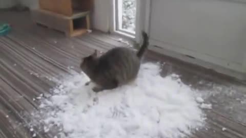 Cat Loves to Play With Snow Brought