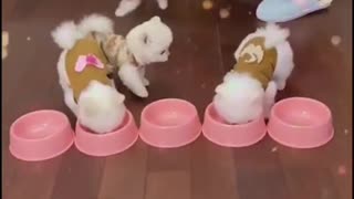 Cute puppies and funny