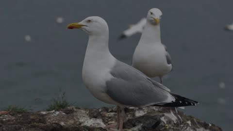 The Herring Gull: Close Up HD Footage (Larus argentatus)