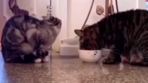 Cats sharing food!!