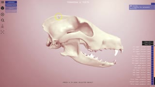 Canine skull - 3D Veterinary Anatomy, IVALA