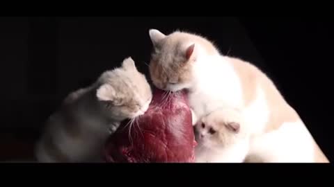 Cute cats food eating video