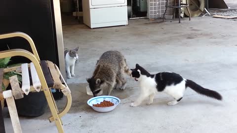 Raccoon Steals Cats Food..
