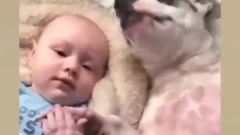 Dog taking care of the baby / cute videos , funny videos