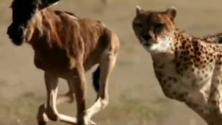 cheetah chasing wildbeest calf #shorts #cheetahvswildbeest