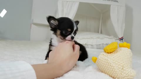 Cute baby puppy