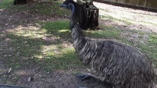 emu at the zoo chilling