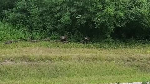 Wisconsin Wild Turkey