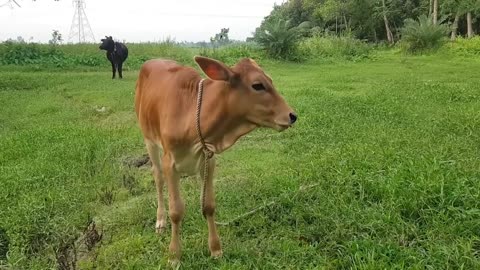 Cow Mowing - Whose Voice Is Good - Cow Sounds - Cow Hamba Hamba