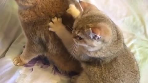 Professional massage staff - Cat