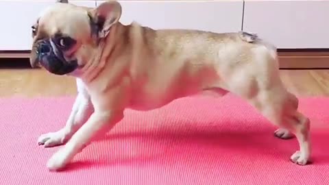 cute dog doing multiple stretches