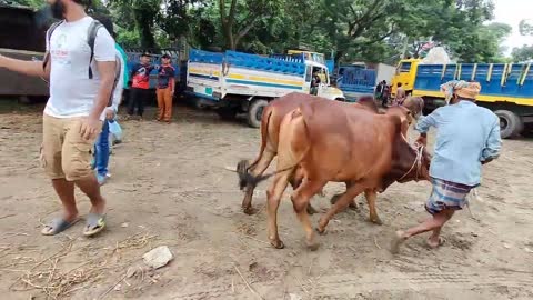 Cow unloading Cow videos, Cow video, Big cow Unloading Videos