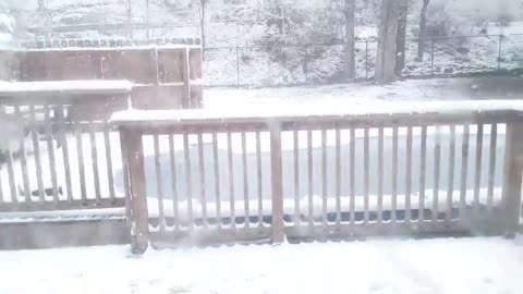 Dog Frolics In Snow Making A Real Spectacle Of Himself