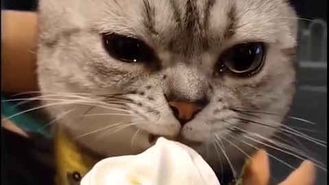 How my cat eats ice cream