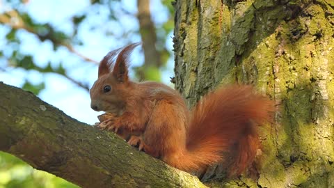 cute squirrel eating in the tree