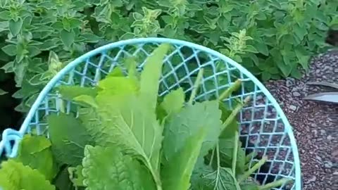 Lemon Balm: Harvesting for Medicinal Use