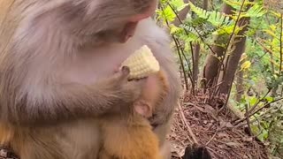 Baby monkey and mom eat corn