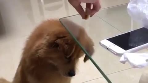 dog is looking for piece of biscuit 😂😂😂 funny dog video