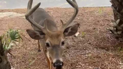 Wow! A Friendly Deer Let Me Pet Him! Thinks He Is A Dog 😮🦌