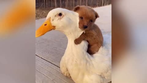 Little Puppy Loves his Duck buddy🦆
