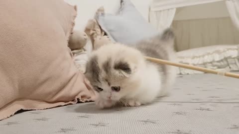 cute kitten videos short leg cat cat