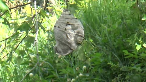 Wasp Nest