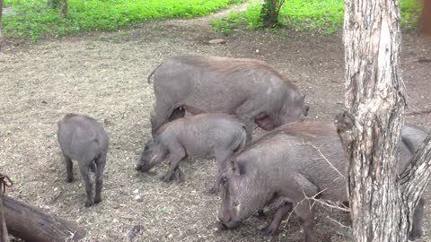 Warthogs