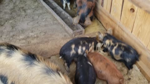 Kunekune Getting ready to go home!