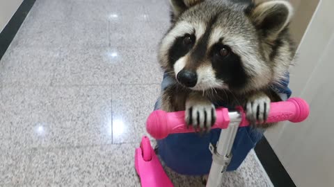 Raccoon rides a pink scooter and drags it around.