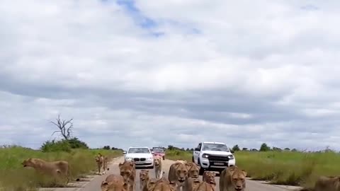 Lion group of wild king in the road