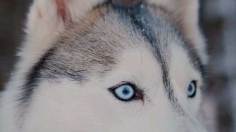 Blue eyes cute dog 🐕