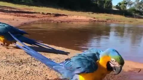 Macaw parrots enjoying the fresh water