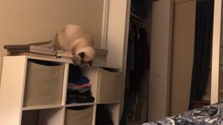 Smart ass stealing underpants