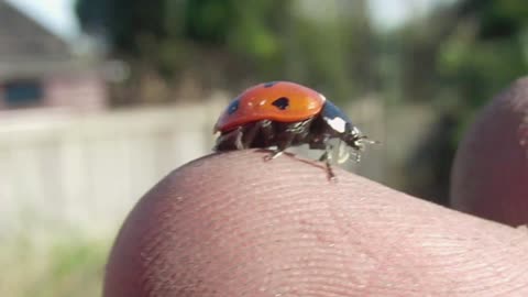 Ladybird Opening Wings (super slow mo) CC-BY NatureClip