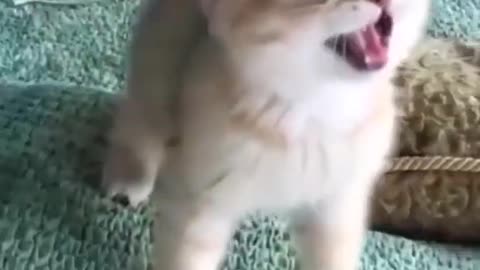 Cute Baby Cat Reaction Cat videos l Shorts l cats l pussycat l kitten l funny l animals