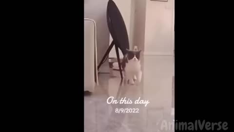 🐾Your 4 Hours Dose of Hilarious Dogs and Cats😂🐶🐱