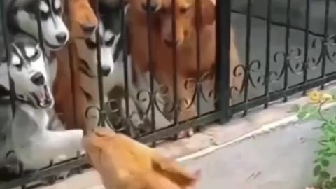 FUNNY DOG FIGHT