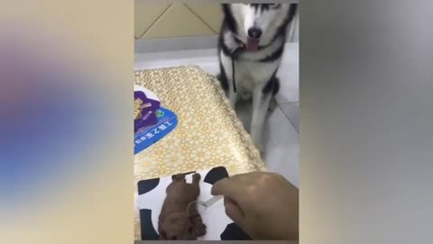 FUNNY REACTION OF DOGS WHEN CUTTING CAKE