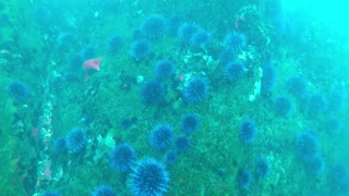 Scuba Diving Salt Point State Park Urchin Barrens June 2021