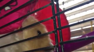 Hamster plays with red toy in cage
