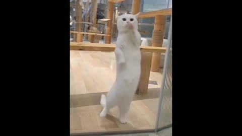 Ting Tang Challenge (FUNNY AND CUTE CAT version).