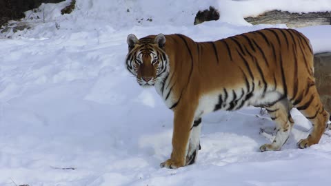 Amazing tiger in the snow