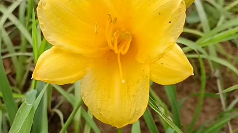 A yellow flower