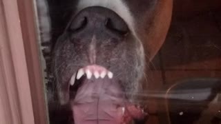 Dog grinning at window and licking it