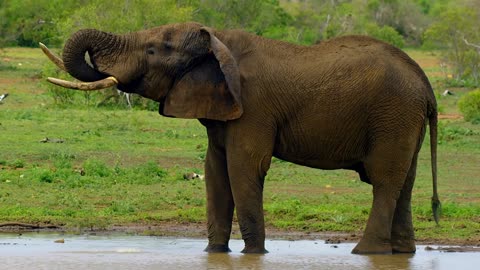 Gaint Elephant drink water