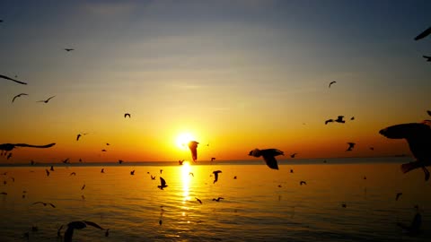 Silhouettes of birds over the sunset