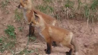Adorable baby foxes